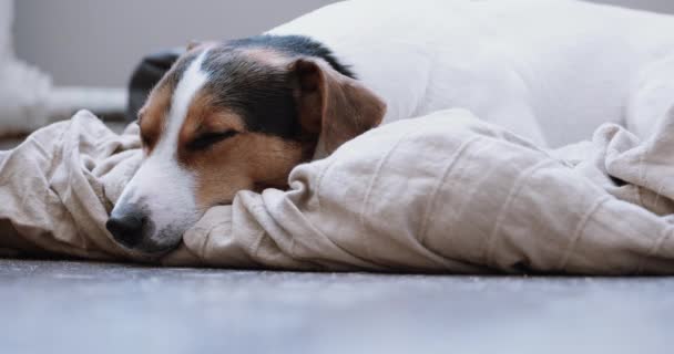 Jack Russell Terrier coloca onlays em seu lugar — Vídeo de Stock