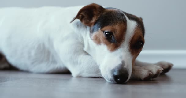 Jack Russell Terrier legt sich auf seinen Platz — Stockvideo