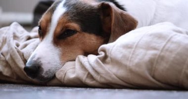 Jack Russell Terrier onley evinde bırakır.