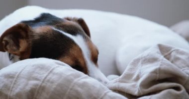 Jack Russell Terrier onley evinde bırakır.