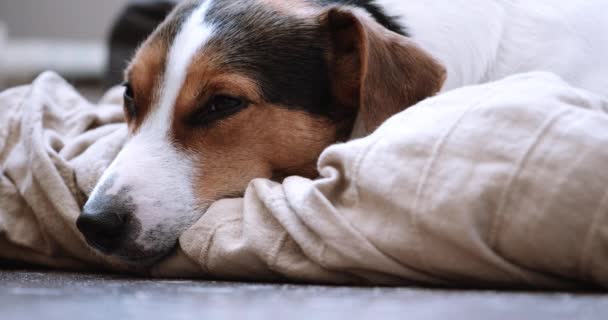 Jack Russell teriér si klade onlejí na jeho místo — Stock video