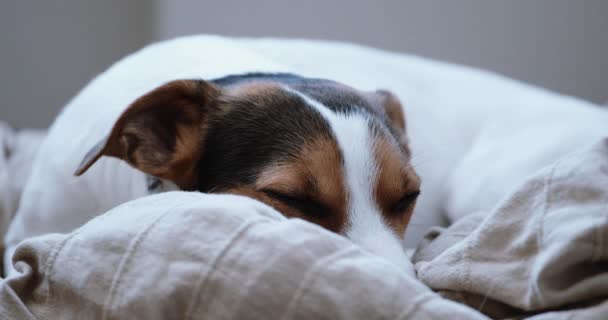 Jack Russell teriér si klade onlejí na jeho místo — Stock video