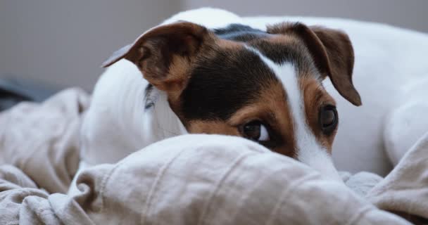 Jack Russell teriér si klade onlejí na jeho místo — Stock video