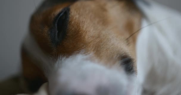 Jack Russell, anjing tidur. — Stok Video