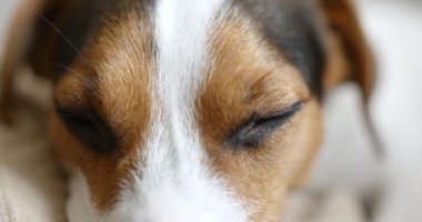 jack Russell köpek uyku