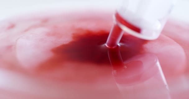 Liquide rouge égoutté dans une boîte de Pétri — Video