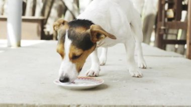 Jack russell terrier sauser gelen süt İçecek
