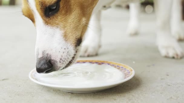 Jack Russell Terrier trinkt Milch vom Sauser — Stockvideo