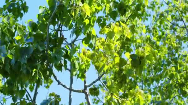 Bright green leaves against a blue sky — Stock Video