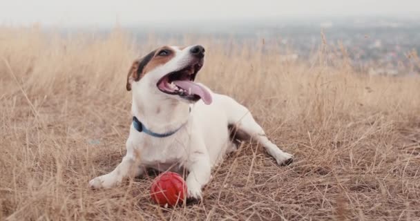 Jack Russell breathing hard with his tongue out — Stock Video