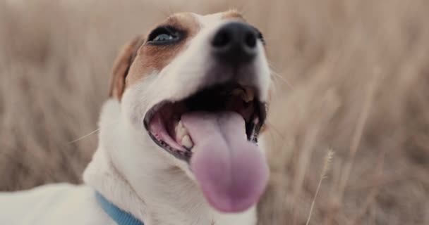 Jack Russell atmet schwer mit herausgestreckter Zunge — Stockvideo