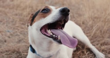 Jack Russell dili dışarıda zor nefes alıyor.