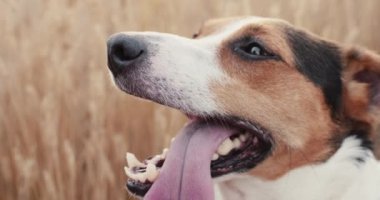 Jack Russell dili dışarıda zor nefes alıyor.