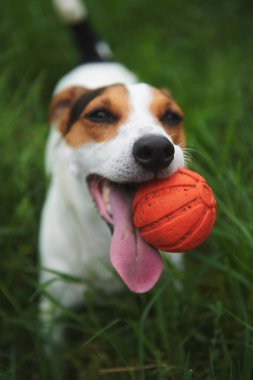 Jack Russell Terrier köpeği. Dişinde oyuncak bir top var.