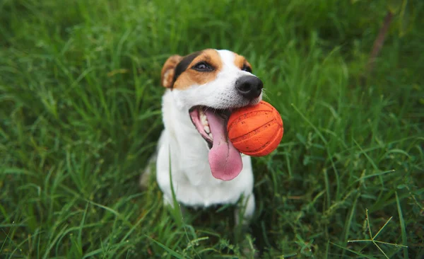 Собака-терьер Джека Рассела с игрушечным мячом в зубах — стоковое фото