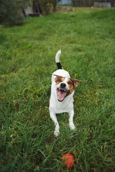 Jack Russell Terrier chien avec une boule de jouet — Photo
