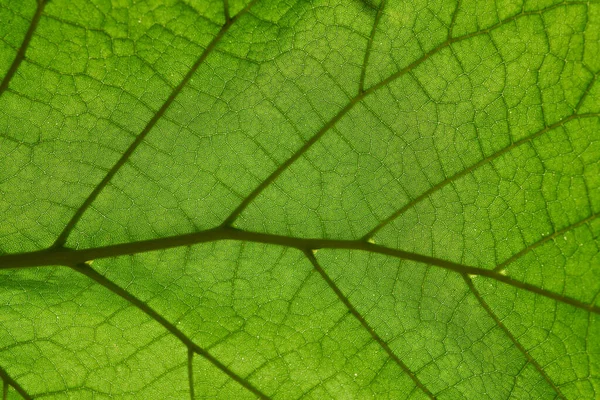 Green leaf background texture — Stock Photo, Image