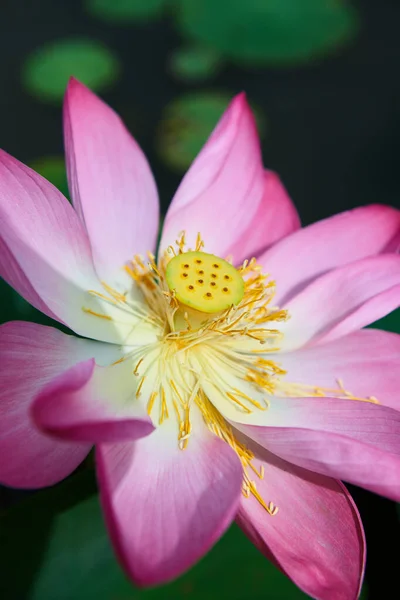 ピンク蓮の花. — ストック写真
