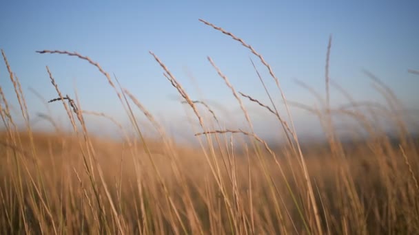 Gras kabbelt langzaam in de ondergaande zon — Stockvideo