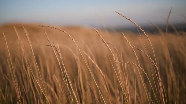 A fű lassan hullámzik a lenyugvó napon. — Stock videók