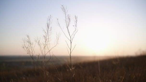 Gras kabbelt langzaam in de ondergaande zon — Stockvideo