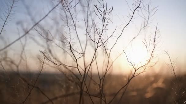Трава медленно движется на закате солнца. — стоковое видео