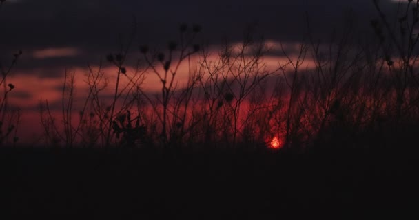 Gras kabbelt langzaam in de ondergaande zon — Stockvideo