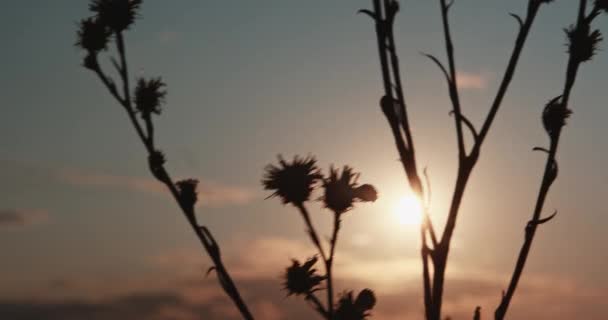 Ondas de grama lentamente no pôr do sol — Vídeo de Stock