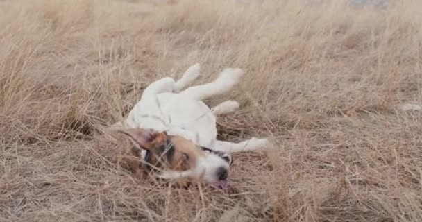 Милий собака лежить на траві — стокове відео