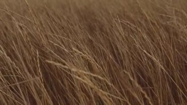 Batan güneşte çimler yavaşça dalgalanıyor.