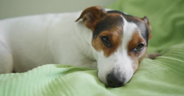 Jack Russell teriér pes při pohledu na fotoaparát — Stock video