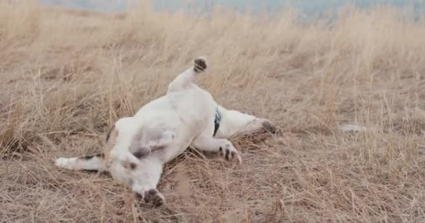Roztomilý pes ležící na trávě — Stock video