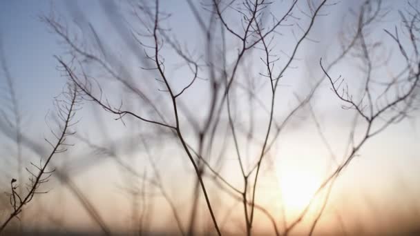 夕阳西下,草丛徐徐起伏 — 图库视频影像