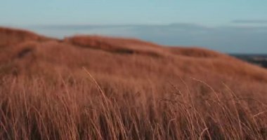 Batan güneşte çimler yavaşça dalgalanıyor.
