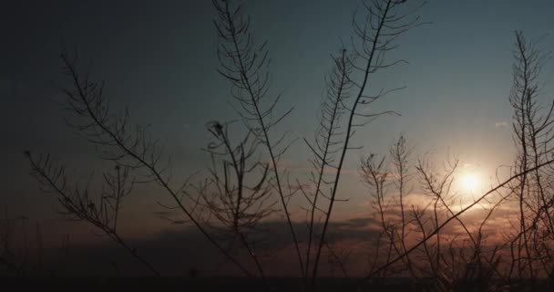 Ondas de grama lentamente no pôr do sol — Vídeo de Stock