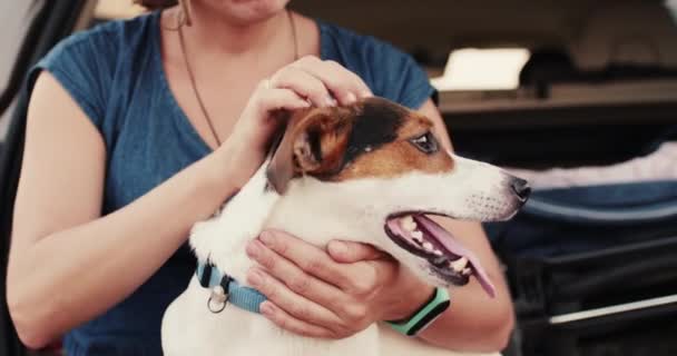 Gröda händer klappa hund — Stockvideo