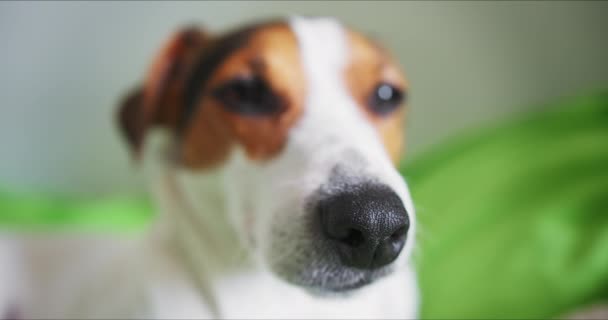 Jack Russell Terrier liegt auf dem Bett seines Herrchens — Stockvideo