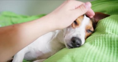 Jack Russell Terrier ana yatağında yatıyor.