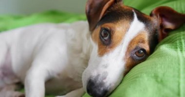 Jack Russell Terrier ana yatağında yatıyor.