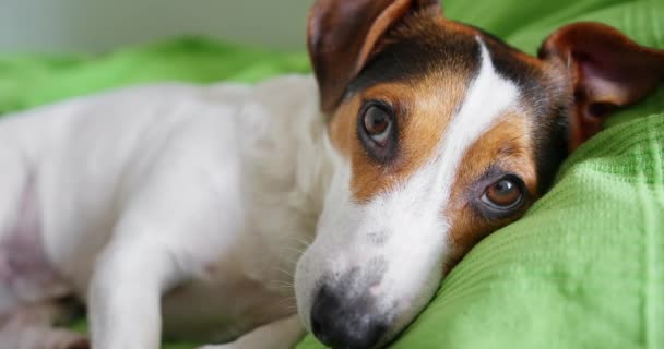 Jack Russell Terrier leży na łożu pana — Wideo stockowe