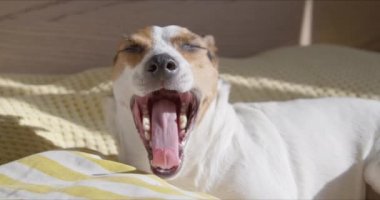 Jack Russell Terrier yatakta yastığın üzerinde uzanırken esniyor.