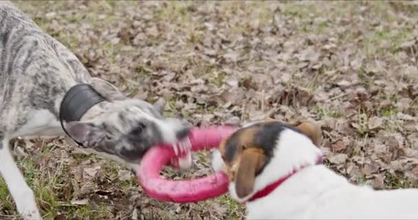 Дві собаки грають з іграшкою — стокове відео