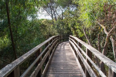 ağaçların arasında köprü