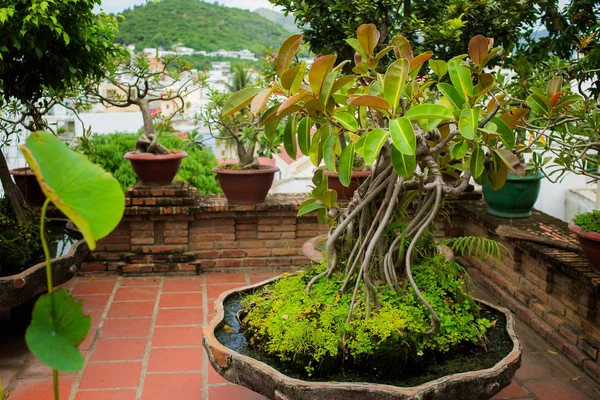 Green rubber plant pipal bonsai in the clay pot. Po Nagar, Nha Trang, vietnam