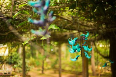 Strongylodon macrobotrys Manastırı Chua Truc Dalat, Lam Vietnam denilen güzel mavi çiçek