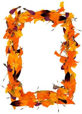 kadife çiçeği ve rudbeckia yaprakları arka plan bastırdı