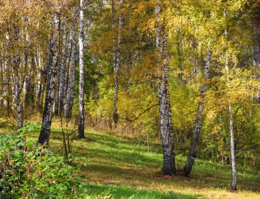 Uzun boylu ince beyaz huş ağacı sandıklar içinde altın elbise Rus Tortum