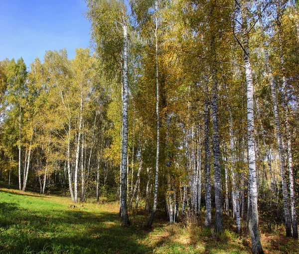 Uzun boylu ince beyaz huş ağacı sandıklar içinde altın elbise Rus Tortum — Stok fotoğraf