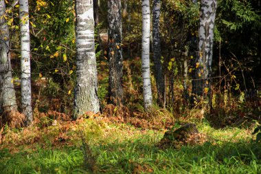 Uzun boylu ince beyaz huş ağacı sandıklar içinde altın elbise Rus Tortum
