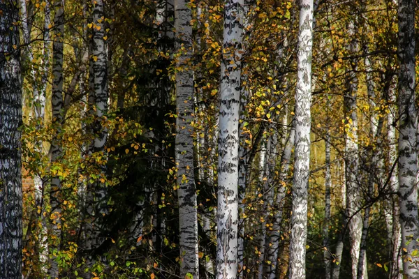 Tall slender white birch trunks in a golden dress  Russian autum — Stock Photo, Image